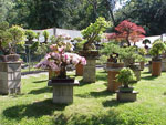 the Garden at Bonsai West