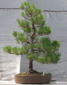 Bonsai West