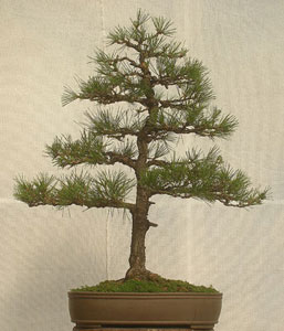 Bonsai West
