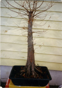Bonsai West