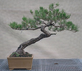 Bonsai West