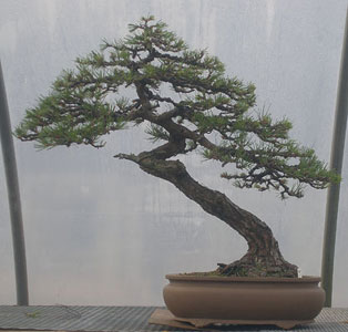 Bonsai West