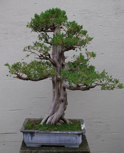 Bonsai West