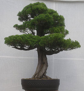 Bonsai West
