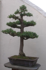 Bonsai West