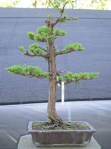 Bonsai West