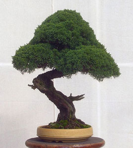 Bonsai West