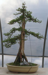 Bonsai West