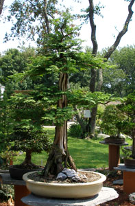 Bonsai West