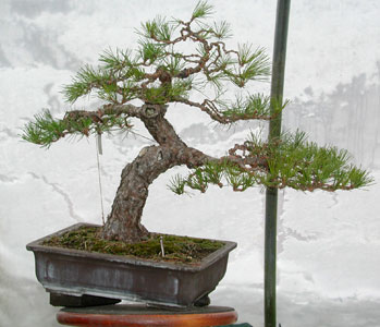 Bonsai West