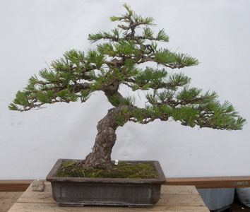 Bonsai West