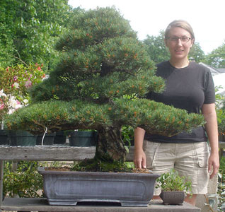 Bonsai West