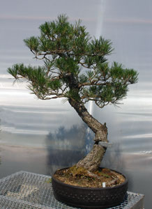 Bonsai West