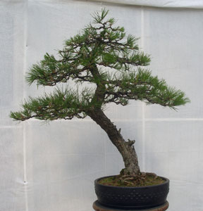 Bonsai West