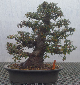 Bonsai West