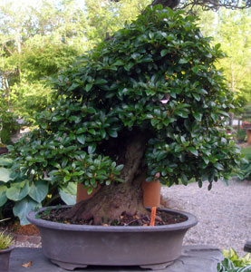 Bonsai West
