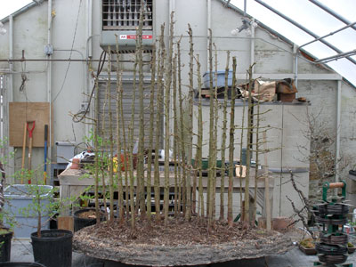 Bonsai West