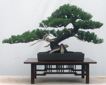 Bonsai West