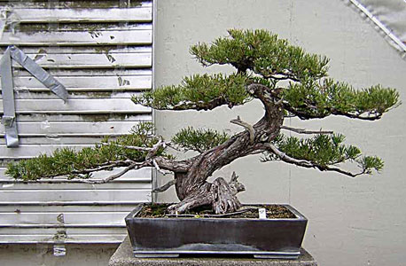 Bonsai West