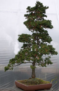 Bonsai West