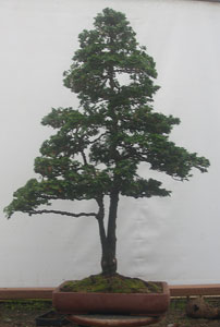 Bonsai West