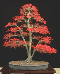 Acer Chishio