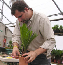 Glen Lord working on a tropical tree