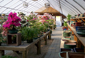 Azaleas In Our Greenhouse