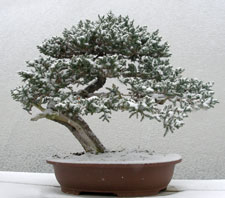 Prostrata Juniper 2010