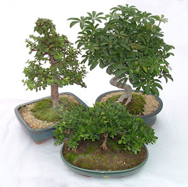 tropical starter bonsai at Bonsai West