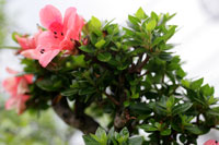 azalea at bonsai west