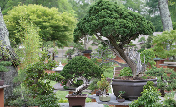 Bonsai West, 2007