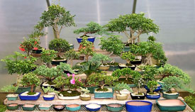 small starter bonsai at Bonsai West