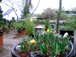 First Snow '07 at Bonsai West