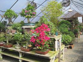 Bonsai West