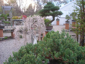 Bonsai West