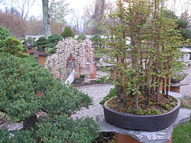 Spring at Bonsai West