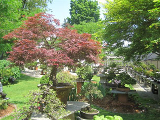 Bonsai West