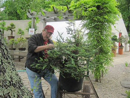 Bonsai West
