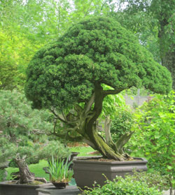 Bonsai West